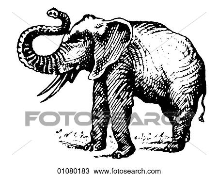 Flora & Fauna - line art - a 19th century engraving Animal African Elephant View Large Illustration Drawing - Flora & Fauna - line art - a 19th century engraving Animal African Elephant. Fotosearch