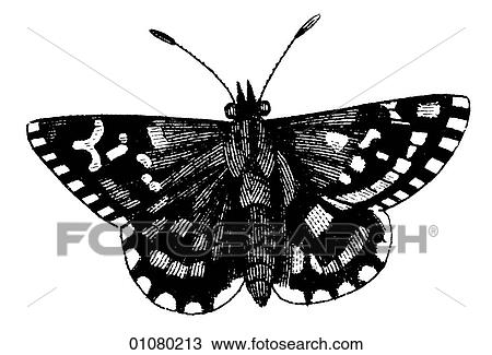 Flora & Fauna - line art - a 19th century engraving Animal - Insect Butterfly There are several thousand species of butterfly in the subfamily known as Papilionoidea. Together with moths they constitute the insect order known as Lepidoptera. They are f View Large Illustration Drawing - Flora & Fauna - line art - a 19th century engraving Animal - Insect Butterfly There are several thousand species of butterfly in the subfamily known as Papilionoidea. Together with moths they constitute the insect order known as Lepidoptera. They are f. Fotosearch
