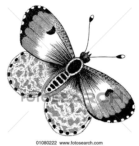 Flora & Fauna - line art - a 19th century engraving Animal - Insect Butterfly There are several thousand species of butterfly in the subfamily known as Papilionoidea. Together with moths they constitute the insect order known as Lepidoptera. They are f View Large Illustration Drawing - Flora & Fauna - line art - a 19th century engraving Animal - Insect Butterfly There are several thousand species of butterfly in the subfamily known as Papilionoidea. Together with moths they constitute the insect order known as Lepidoptera. They are f. Fotosearch
