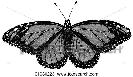 Flora & Fauna - line art - a 19th century engraving Animal - Insect Butterfly There are several thousand species of butterfly in the subfamily known as Papilionoidea. Together with moths they constitute the insect order known as Lepidoptera. They are f View Large Illustration Drawing - Flora & Fauna - line art - a 19th century engraving Animal - Insect Butterfly There are several thousand species of butterfly in the subfamily known as Papilionoidea. Together with moths they constitute the insect order known as Lepidoptera. They are f. Fotosearch