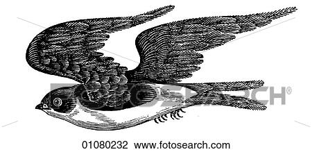 Flora & Fauna - line art - a 19th century engraving Animal - mammal - the class Aves Bird Swallow A small bird, noted for its speed and its ability to stay in the air for long periods to capture insects. Certain species are migratory. View Large Illustration Drawing - Flora & Fauna - line art - a 19th century engraving Animal - mammal - the class Aves Bird Swallow A small bird, noted for its speed and its ability to stay in the air for long periods to capture insects. Certain species are migratory.. Fotosearch