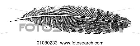 Drawing - Flora & Fauna - line art - a 19th century engraving Animal - mammal - the class Aves Bird feather. Fotosearch