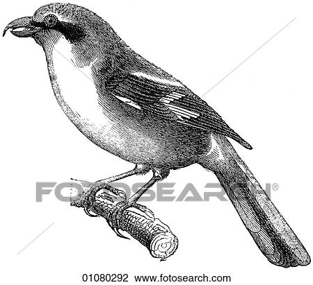 Drawing - Flora & Fauna - line art - a 19th century engraving Animal - mammal - the class Aves Bird Red-backed Shrike A predatory bird that impales its prey on thorns. The name given to an air force missile.. Fotosearch