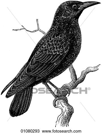 Flora & Fauna - line art - a 19th century engraving Animal - mammal - the class Aves Bird Starling The millions of starlings loose in North America today come from just 100 released in New York City 1890-91. View Large Illustration Drawing - Flora & Fauna - line art - a 19th century engraving Animal - mammal - the class Aves Bird Starling The millions of starlings loose in North America today come from just 100 released in New York City 1890-91.. Fotosearch