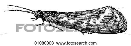 Flora & Fauna - line art - a 19th century engraving Animal - Insect Clothes-moth All moths are in the order Lepidoptera and there are more than 40, 000 different kinds. The purpose of the patterned wing surface is camouflage against sight predators. View Large Illustration Drawing - Flora & Fauna - line art - a 19th century engraving Animal - Insect Clothes-moth All moths are in the order Lepidoptera and there are more than 40, 000 different kinds. The purpose of the patterned wing surface is camouflage against sight predators.. Fotosearch