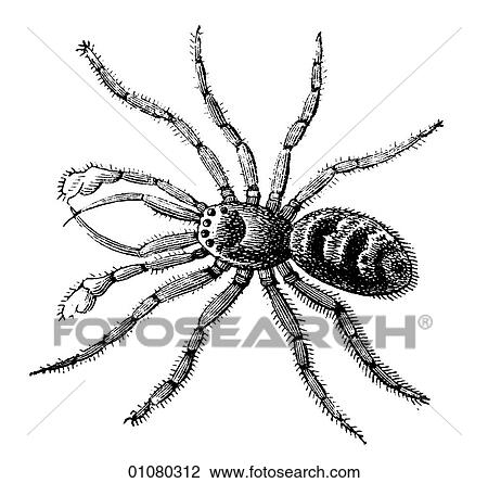 Drawing - Flora & Fauna - line art - a 19th century engraving Animal Insect Hunting-Spider. Fotosearch