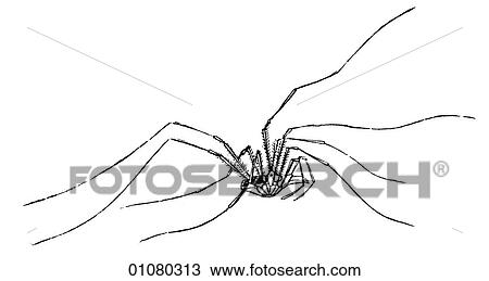 Flora & Fauna - line art - a 19th century engraving Animal Insect Weaving-Spider View Large Illustration Drawing - Flora & Fauna - line art - a 19th century engraving Animal Insect Weaving-Spider. Fotosearch