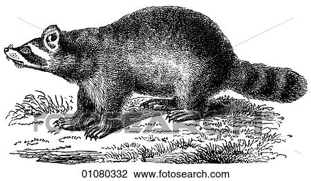 Flora & Fauna - line art - a 19th century engraving Animal Carnivorous Raccoon View Large Illustration Drawing - Flora & Fauna - line art - a 19th century engraving Animal Carnivorous Raccoon. Fotosearch