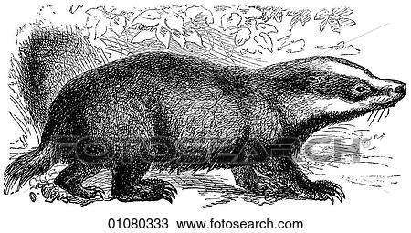Flora & Fauna - line art - a 19th century engraving Animal Common Badger View Large Illustration Drawing - Flora & Fauna - line art - a 19th century engraving Animal Common Badger. Fotosearch
