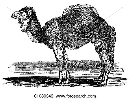 Flora & Fauna - line art - a 19th century engraving Animal Arabian Camel View Large Illustration Drawing - Flora & Fauna - line art - a 19th century engraving Animal Arabian Camel. Fotosearch