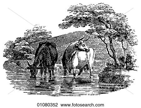 Drawing - Flora & Fauna - line art - a 19th century engraving Animal Cattle. Fotosearch