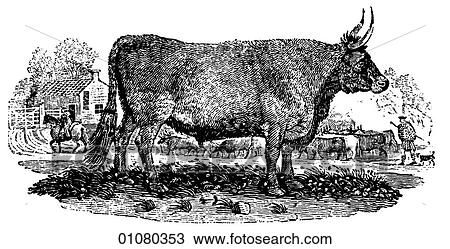 Flora & Fauna - line art - a 19th century engraving Animal Cattle Steer View Large Illustration Drawing - Flora & Fauna - line art - a 19th century engraving Animal Cattle Steer. Fotosearch