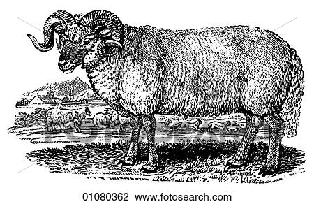 Flora & Fauna - line art - a 19th century engraving Animal Ram Black-Faced or Heath Ram View Large Illustration Drawing - Flora & Fauna - line art - a 19th century engraving Animal Ram Black-Faced or Heath Ram. Fotosearch