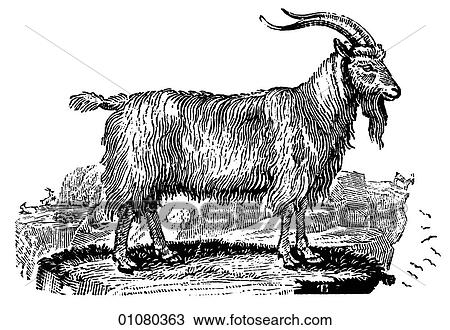 Flora & Fauna - line art - a 19th century engraving Animal Goat Common Goat View Large Illustration Drawing - Flora & Fauna - line art - a 19th century engraving Animal Goat Common Goat. Fotosearch