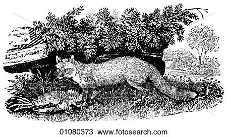 Flora & Fauna - line art - a 19th century engraving Animal Cur Fox It has been said of fox hunting that it is "the pursuit of the inedible by the unspeakable. " View Large Illustration Drawing - Flora & Fauna - line art - a 19th century engraving Animal Cur Fox It has been said of fox hunting that it is "the pursuit of the inedible by the unspeakable. ". Fotosearch