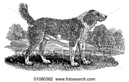 Flora & Fauna - line art - a 19th century engraving Animal Dog Large-Water Spaniel Primarily an American breed used to hunt small animals. The Spaniel breed originated in Spain, thus the name. Most modern versions of the breed have been bred in England View Large Illustration Drawing - Flora & Fauna - line art - a 19th century engraving Animal Dog Large-Water Spaniel Primarily an American breed used to hunt small animals. The Spaniel breed originated in Spain, thus the name. Most modern versions of the breed have been bred in England. Fotosearch