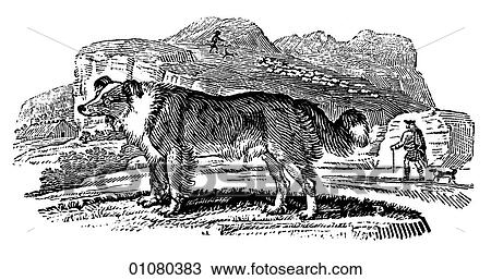 Flora & Fauna - line art - a 19th century engraving Animal Dog Shepherd`s Dog, sheep dog, View Large Illustration Drawing - Flora & Fauna - line art - a 19th century engraving Animal Dog Shepherd`s Dog, sheep dog,. Fotosearch