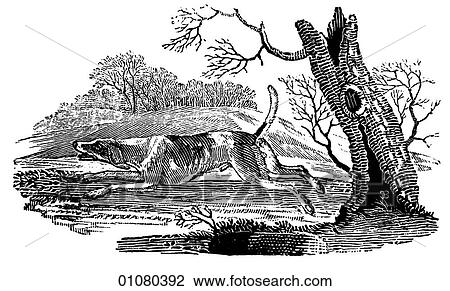 Flora & Fauna - line art - a 19th century engraving Animal Dog Beagle A hunting dog, similar to the foxhound. They have been used to hunt rabbits and are noted for their affectionate nature. View Large Illustration Drawing - Flora & Fauna - line art - a 19th century engraving Animal Dog Beagle A hunting dog, similar to the foxhound. They have been used to hunt rabbits and are noted for their affectionate nature.. Fotosearch