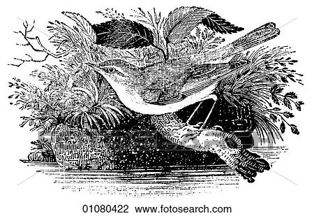Flora & Fauna - line art - a 19th century engraving Animal - mammal - the class Aves Bird Willow Wren A small, primarily dark-brown song-bird that can be found from Canada to Tierra del Fuego at the southernmost tip of South America. During W. W. II and f View Large Illustration Drawing - Flora & Fauna - line art - a 19th century engraving Animal - mammal - the class Aves Bird Willow Wren A small, primarily dark-brown song-bird that can be found from Canada to Tierra del Fuego at the southernmost tip of South America. During W. W. II and f. Fotosearch