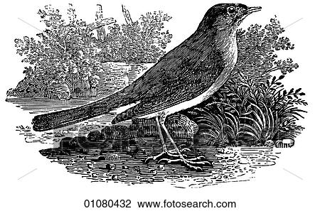 Flora & Fauna - line art - a 19th century engraving Animal - mammal - the class Aves Bird Nightingale A type of thrush with an exceptionally varied and musical song. Berkley square, song, caring, Florence, nurse, nursing, musical, music, wings, flight, View Large Illustration Drawing - Flora & Fauna - line art - a 19th century engraving Animal - mammal - the class Aves Bird Nightingale A type of thrush with an exceptionally varied and musical song. Berkley square, song, caring, Florence, nurse, nursing, musical, music, wings, flight,. Fotosearch