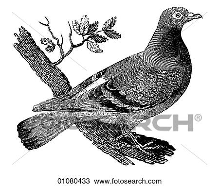 Flora & Fauna - line art - a 19th century engraving Animal - mammal - the class Aves Bird Wild Pigeon Pigeons are monogamous, mating for life and if either mate dies the surviving bird takes an extended period of time to adjust to a new mate. Eggs are View Large Illustration Drawing - Flora & Fauna - line art - a 19th century engraving Animal - mammal - the class Aves Bird Wild Pigeon Pigeons are monogamous, mating for life and if either mate dies the surviving bird takes an extended period of time to adjust to a new mate. Eggs are. Fotosearch