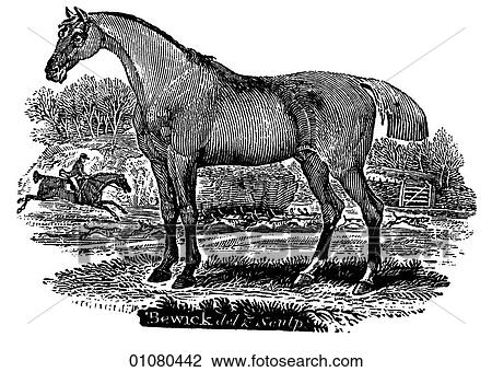 Drawing - Flora & Fauna - line art - a 19th century engraving Animal - mammal Horse Hunter. Fotosearch