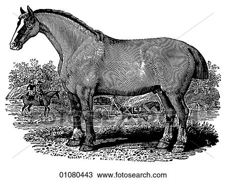 Flora & Fauna - line art - a 19th century engraving Animal - mammal Cart horse draft horse, transportation, freight, draught horse, pull, burden, strong, quadruped, cart View Large Illustration Drawing - Flora & Fauna - line art - a 19th century engraving Animal - mammal Cart horse draft horse, transportation, freight, draught horse, pull, burden, strong, quadruped, cart. Fotosearch