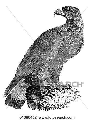Flora & Fauna - line art - a 19th century engraving Animal - mammal - the class Aves Bird This bird of prey from the same family as the vulture (Accipitridae) mates for life and use the same nest each year. The eagle is an ancient Roman symbol, latterly View Large Illustration Drawing - Flora & Fauna - line art - a 19th century engraving Animal - mammal - the class Aves Bird This bird of prey from the same family as the vulture (Accipitridae) mates for life and use the same nest each year. The eagle is an ancient Roman symbol, latterly. Fotosearch