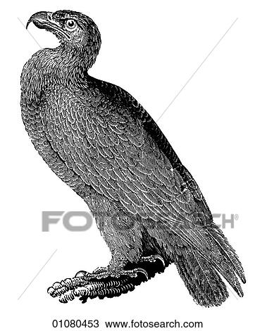 Flora & Fauna - line art - a 19th century engraving Animal - mammal - the class Aves Bird Golden Eagle This bird of prey from the same family as the vulture (Accipitridae) mates for life and use the same nest each year. The eagle is an ancient Roman sym View Large Illustration Drawing - Flora & Fauna - line art - a 19th century engraving Animal - mammal - the class Aves Bird Golden Eagle This bird of prey from the same family as the vulture (Accipitridae) mates for life and use the same nest each year. The eagle is an ancient Roman sym. Fotosearch