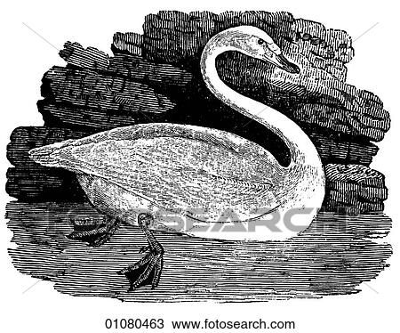 Flora & Fauna - line art - a 19th century engraving Animal - mammal - the class Aves Bird Swan A migratory waterfowl that swims and flies more gracefully and faster than any other. Young swans are called cygnets after the genus "cygnus", in which swan View Large Illustration Drawing - Flora & Fauna - line art - a 19th century engraving Animal - mammal - the class Aves Bird Swan A migratory waterfowl that swims and flies more gracefully and faster than any other. Young swans are called cygnets after the genus "cygnus", in which swan. Fotosearch