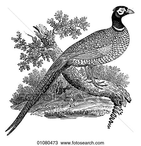 Flora & Fauna - line art - a 19th century engraving Animal - mammal - the class Aves Bird Fowl and Game Pheasant This bird inhabits open woodlands and fields in small flocks. Courting males have been known to fight to the death in front of the hens who t View Large Illustration Drawing - Flora & Fauna - line art - a 19th century engraving Animal - mammal - the class Aves Bird Fowl and Game Pheasant This bird inhabits open woodlands and fields in small flocks. Courting males have been known to fight to the death in front of the hens who t. Fotosearch