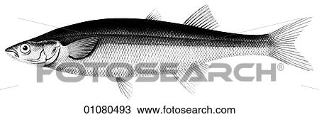 Flora & Fauna - line art - a 19th century engraving Animal Fish View Large Illustration Drawing - Flora & Fauna - line art - a 19th century engraving Animal Fish. Fotosearch
