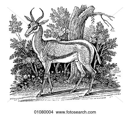 Flora & Fauna - line art - a 19th century engraving Animal View Large Illustration Stock Illustration - Flora & Fauna - line art - a 19th century engraving Animal. Fotosearch