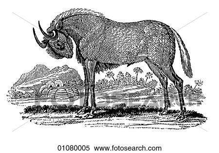 Stock Illustration - Flora & Fauna - line art - a 19th century engraving Animal Gnu or Wildebeest. A member of the antelope family.. Fotosearch