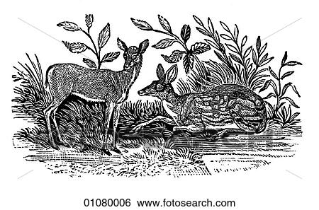 Stock Illustration - Flora & Fauna - line art - a 19th century engraving Animal. Fotosearch