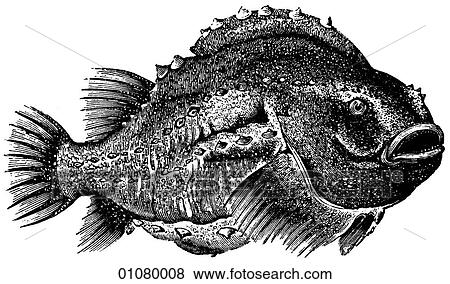 Flora & Fauna - line art - a 19th century engraving Animal Fish View Large Illustration Stock Illustration - Flora & Fauna - line art - a 19th century engraving Animal Fish. Fotosearch