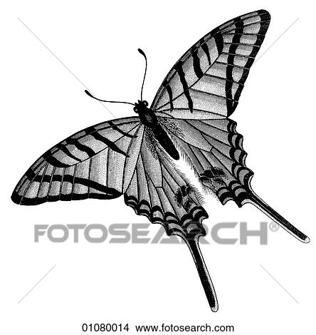 Flora & Fauna - line art - a 19th century engraving Animal - Insect Butterfly There are several thousand species of butterfly in the subfamily known as Papilionoidea. Together with moths they constitute the insect order known as Lepidoptera. They are f View Large Illustration Stock Illustration - Flora & Fauna - line art - a 19th century engraving Animal - Insect Butterfly There are several thousand species of butterfly in the subfamily known as Papilionoidea. Together with moths they constitute the insect order known as Lepidoptera. They are f. Fotosearch