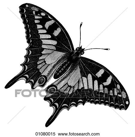 Flora & Fauna - line art - a 19th century engraving Animal - Insect Butterfly There are several thousand species of butterfly in the subfamily known as Papilionoidea. Together with moths they constitute the insect order known as Lepidoptera. They are f View Large Illustration Stock Illustration - Flora & Fauna - line art - a 19th century engraving Animal - Insect Butterfly There are several thousand species of butterfly in the subfamily known as Papilionoidea. Together with moths they constitute the insect order known as Lepidoptera. They are f. Fotosearch