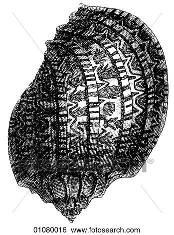 Stock Illustration - Flora & Fauna - line art - a 19th century engraving Animal Shell Harp. Fotosearch