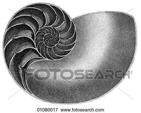 Flora & Fauna - line art - a 19th century engraving Animal Shell Nautilus Interior The chambered shell of a cephalopod (a small, floating octopus creature) View Large Illustration Stock Illustration - Flora & Fauna - line art - a 19th century engraving Animal Shell Nautilus Interior The chambered shell of a cephalopod (a small, floating octopus creature). Fotosearch