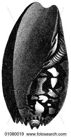 Flora & Fauna - line art - a 19th century engraving Animal Shell Globoso The Persian or Ethiopian Crown. View Large Illustration Stock Illustration - Flora & Fauna - line art - a 19th century engraving Animal Shell Globoso The Persian or Ethiopian Crown.. Fotosearch