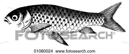 Flora & Fauna - line art - a 19th century engraving Animal Fish Cyprinus The Gold Fish of China. Domesticated by the Chinese as early as the Sung Dynasty (960-1279). View Large Illustration Stock Illustration - Flora & Fauna - line art - a 19th century engraving Animal Fish Cyprinus The Gold Fish of China. Domesticated by the Chinese as early as the Sung Dynasty (960-1279).. Fotosearch