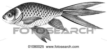 Stock Illustration - Flora & Fauna - line art - a 19th century engraving Animal Fish Cyprinus Carp The Gold Fish of China. Domesticated by the Chinese as early as the Sung Dynasty (960-1279).. Fotosearch