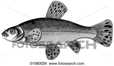 Flora & Fauna - line art - a 19th century engraving Fish Animal Cyprinus The Golden Tench, a member of the carp family. View Large Illustration Stock Illustration - Flora & Fauna - line art - a 19th century engraving Fish Animal Cyprinus The Golden Tench, a member of the carp family.. Fotosearch