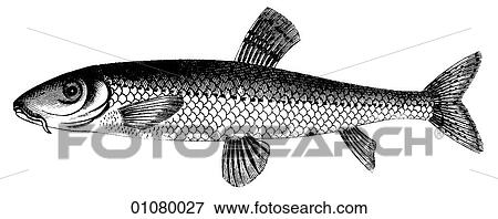 Flora & Fauna - line art - a 19th century engraving Animal Fish Cyprinus The Gudgeon a fresh water fish of the carp family. View Large Illustration Stock Illustration - Flora & Fauna - line art - a 19th century engraving Animal Fish Cyprinus The Gudgeon a fresh water fish of the carp family.. Fotosearch