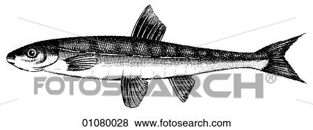 Flora & Fauna - line art - a 19th century engraving Animal Fish Cyprinus The Minnow, a member of the carp family. View Large Illustration Stock Illustration - Flora & Fauna - line art - a 19th century engraving Animal Fish Cyprinus The Minnow, a member of the carp family.. Fotosearch