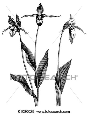 Flora & Fauna - line art - a 19th century engraving Plant Flower Blueflag Iris View Large Illustration Stock Illustration - Flora & Fauna - line art - a 19th century engraving Plant Flower Blueflag Iris. Fotosearch