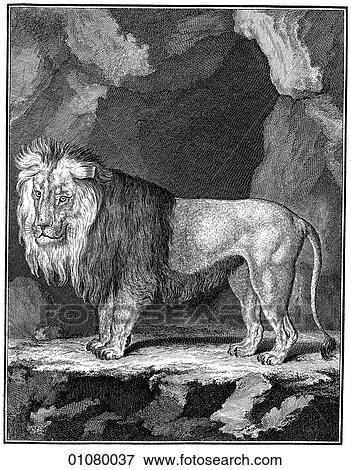 Flora & Fauna - line art - a 19th century engraving Animal Lion View Large Illustration Stock Illustration - Flora & Fauna - line art - a 19th century engraving Animal Lion. Fotosearch