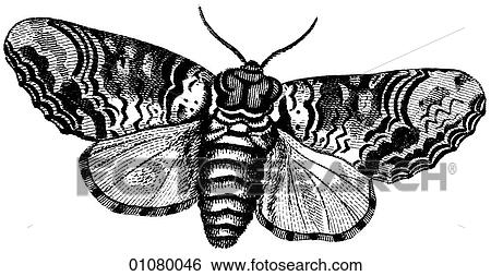 Flora & Fauna - line art - a 19th century engraving Animal - Insect Moth All moths are in the order Lepidoptera and there are more than 40, 000 different kinds. The purpose of the patterned wing surface is camouflage against sight predators. View Large Illustration Stock Illustration - Flora & Fauna - line art - a 19th century engraving Animal - Insect Moth All moths are in the order Lepidoptera and there are more than 40, 000 different kinds. The purpose of the patterned wing surface is camouflage against sight predators.. Fotosearch