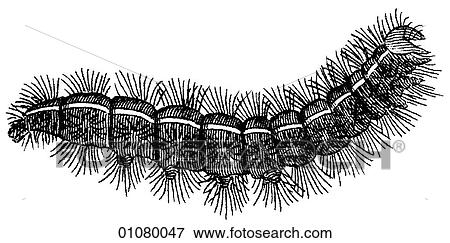Stock Illustration - Flora & Fauna - line art - a 19th century engraving Animal -Insect Moth caterpillar The stages of life for a moth or butterfly are: egg, larva (caterpillar), pupa (chrysalis) and adult (imago). All moths are in the order Lepidoptera and there are more t. Fotosearch